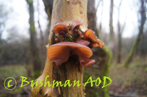 Auricularia Edible Elder Tree Fungus