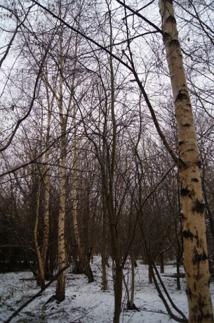 Love Birch Trees - portrait photo winter