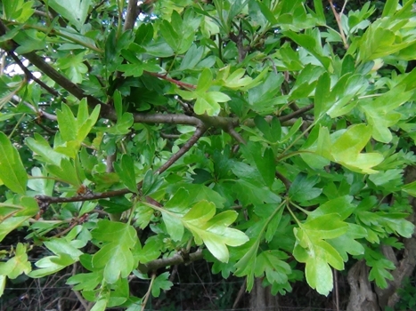 Hawthorn Leaves edible