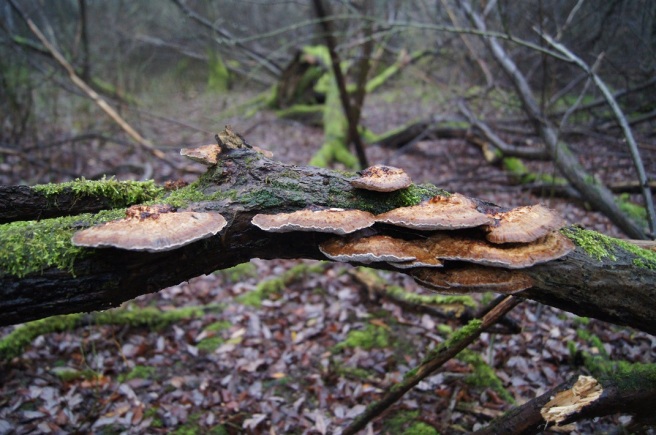 bracket fungi bushcraft survival