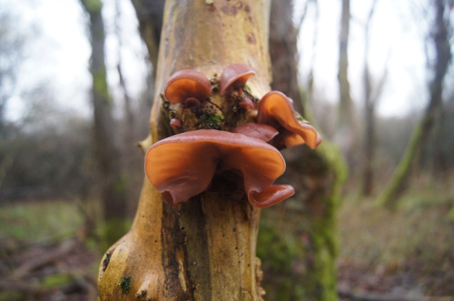 auricularia judae edible fungi
